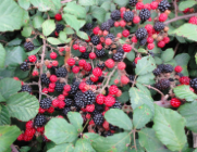 Screen Shot 2016-02-14 at 11.34.52 AM