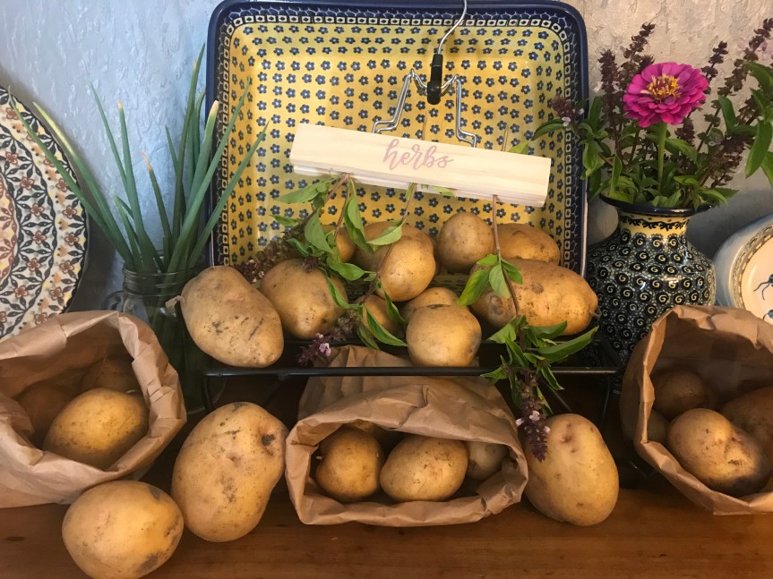7.28.19 potato harvest